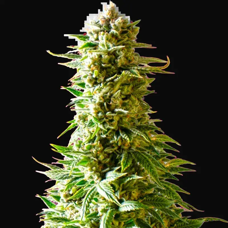 Northern Lights