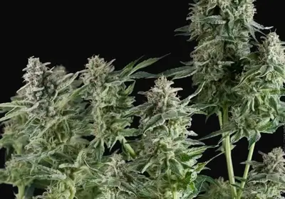 Northern Lights