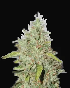 Northern Lights