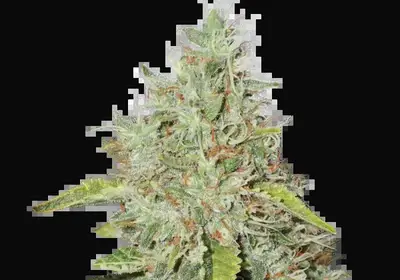Northern Lights