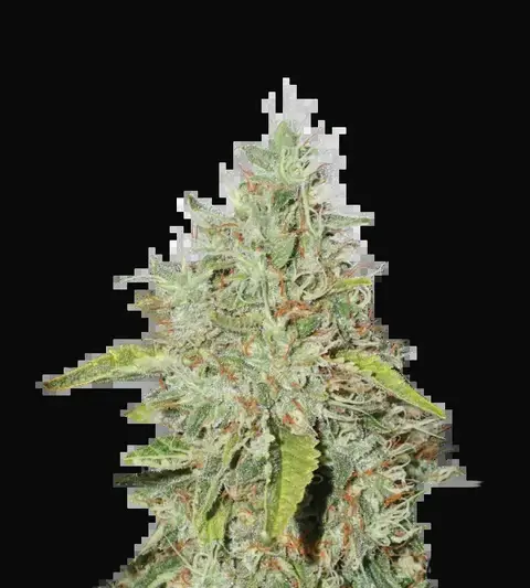 Northern Lights