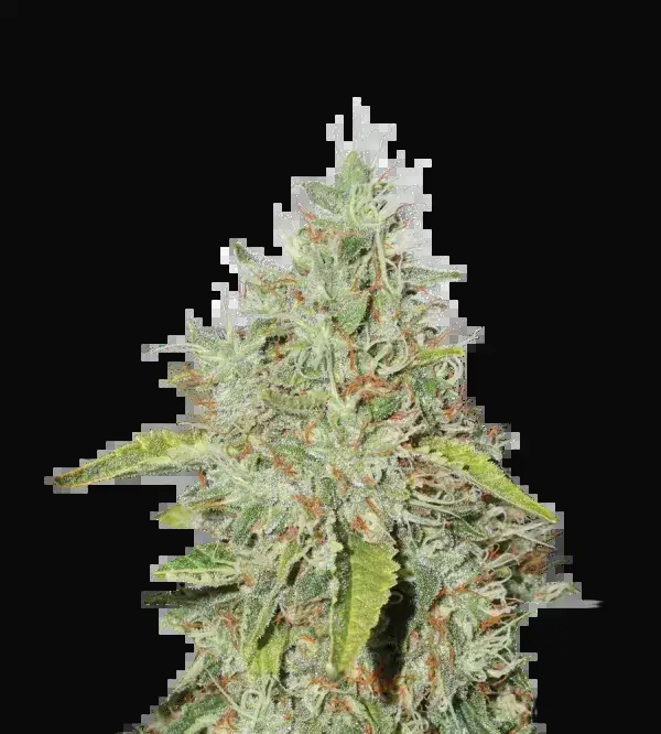 Northern Lights