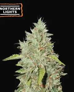 Northern Lights