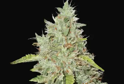 Northern Lights