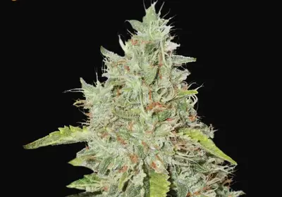 Northern Lights