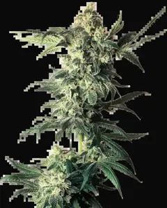 Northern Lights