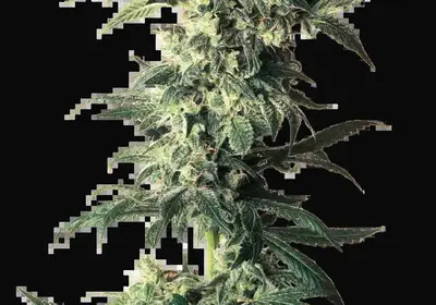 Northern Lights