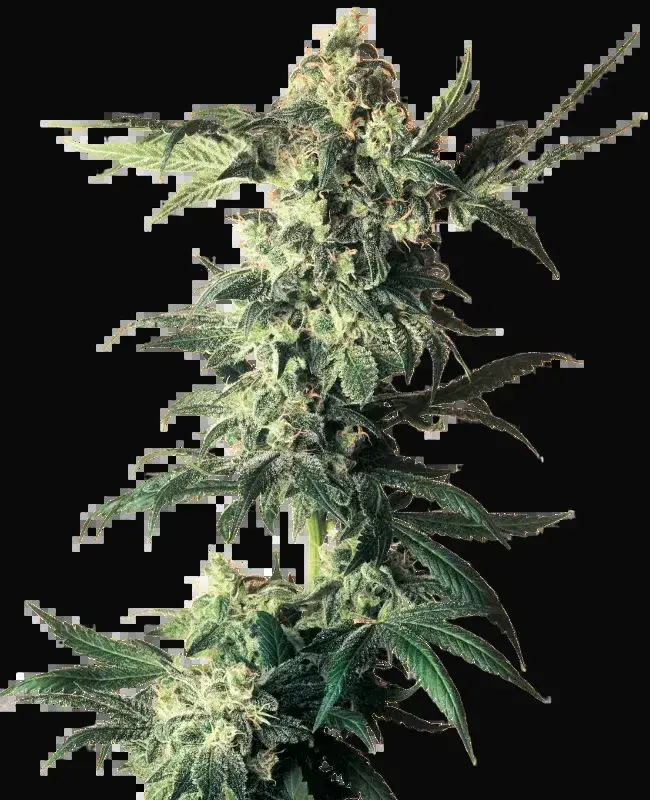 Northern Lights
