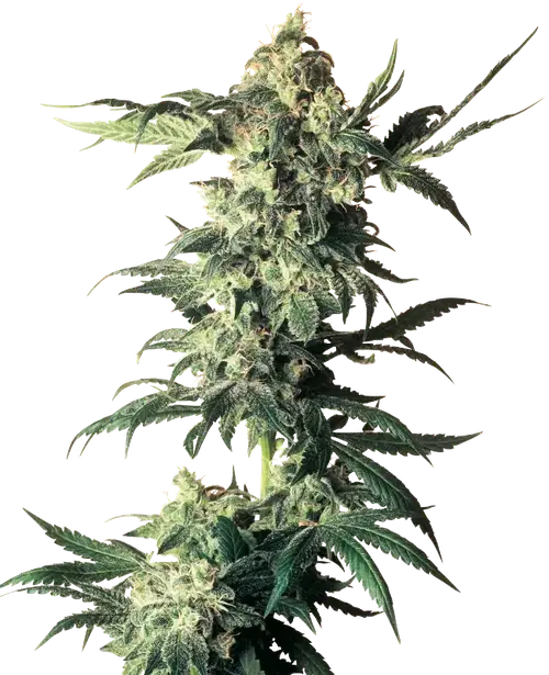 Northern Lights