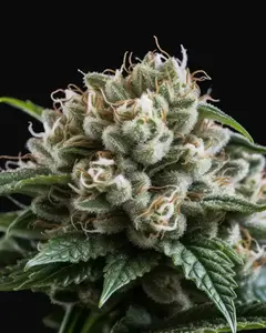 Northern Lights