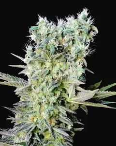 Northern Lights X