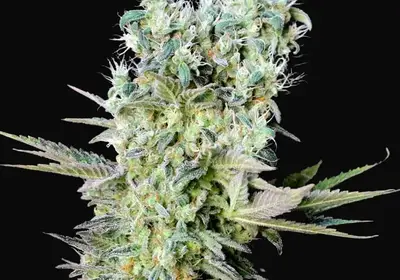 Northern Lights X