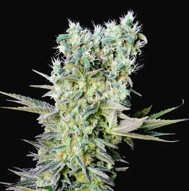Northern Lights X