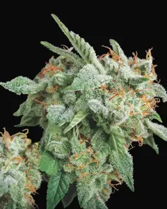 Northern Lights x Runtz
