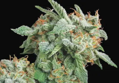 Northern Lights x Runtz