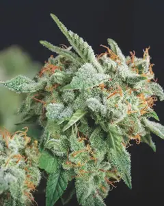 Northern Lights x Runtz