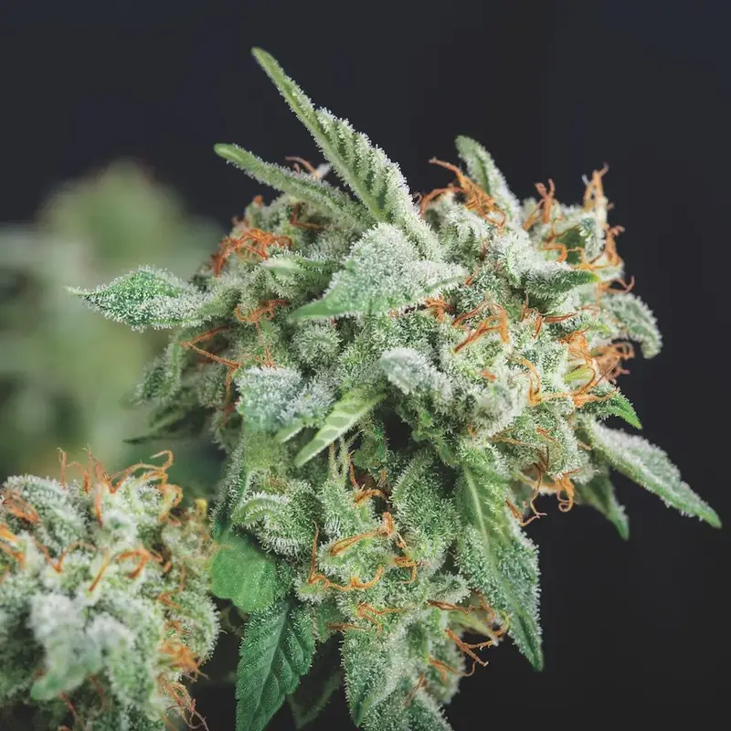 Northern Lights x Runtz