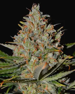Northern Lights x Skunk