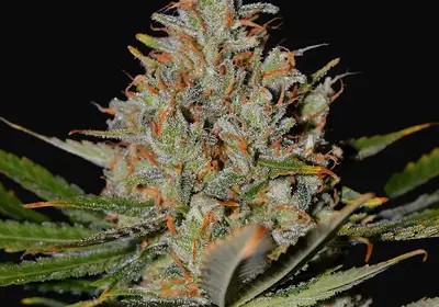 Northern Lights x Skunk