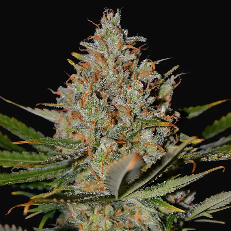 Northern Lights x Skunk