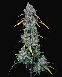 Notorious F.I.G Auto