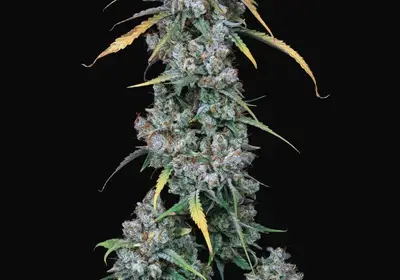 Notorious F.I.G Auto