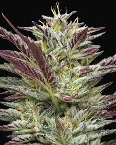 Notorious THC