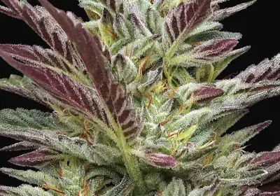 Notorious THC