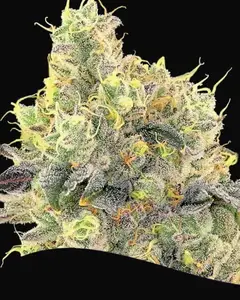 Nova OG