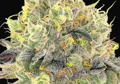 Nova OG
