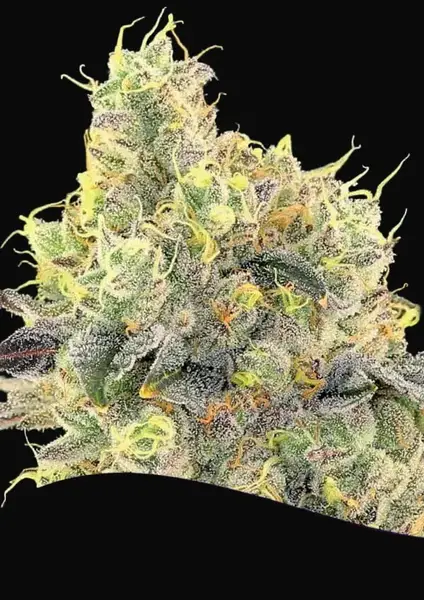 Nova OG