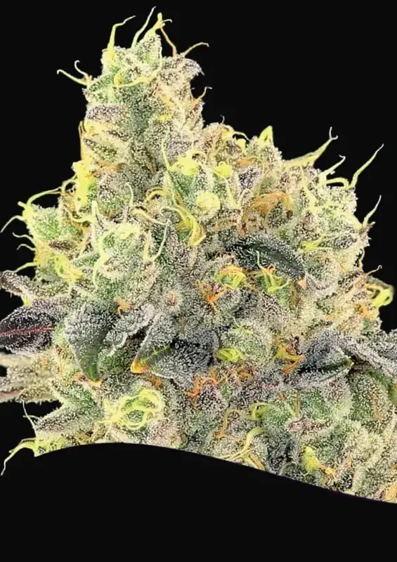 Nova OG