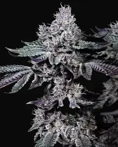Nuggz R1