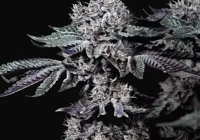 Nuggz R1