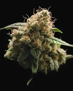 NY Diesel