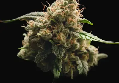 NY Diesel