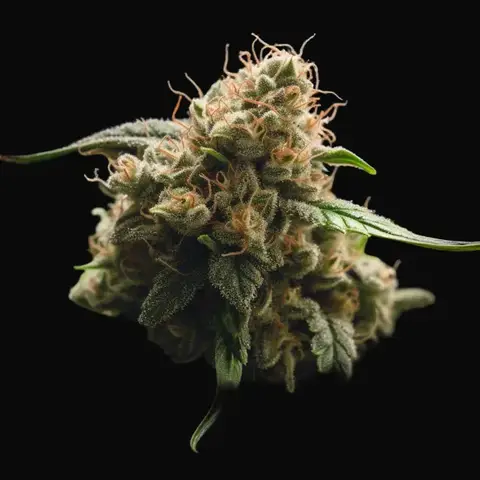 NY Diesel
