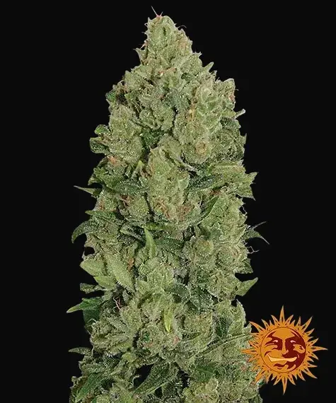 NYC Diesel Auto