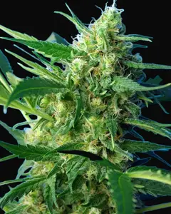 NYC Diesel Auto