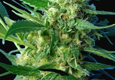 NYC Diesel Auto
