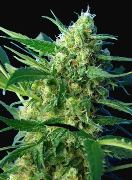 NYC Diesel Auto