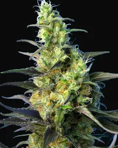 NYC Diesel CBD