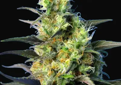 NYC Diesel CBD