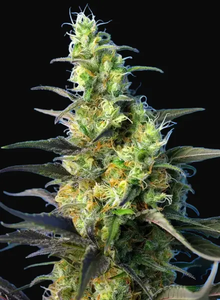 NYC Diesel CBD