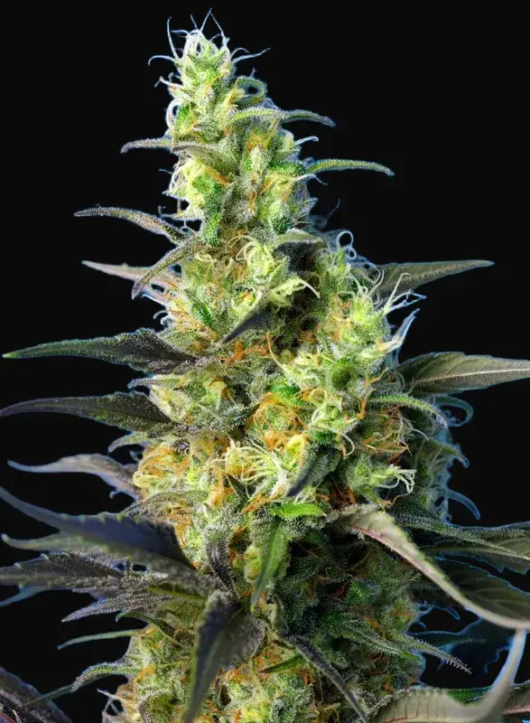 NYC Diesel CBD