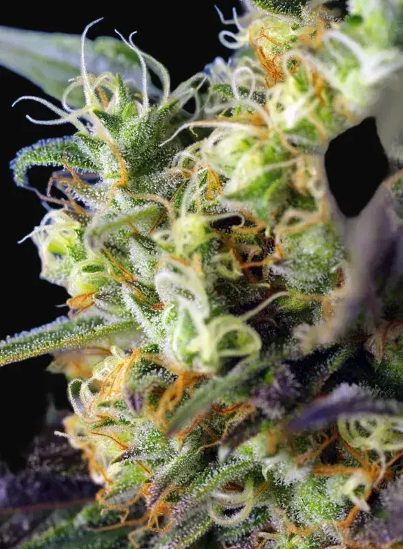 NYC Diesel CBD — zdjęcie 2