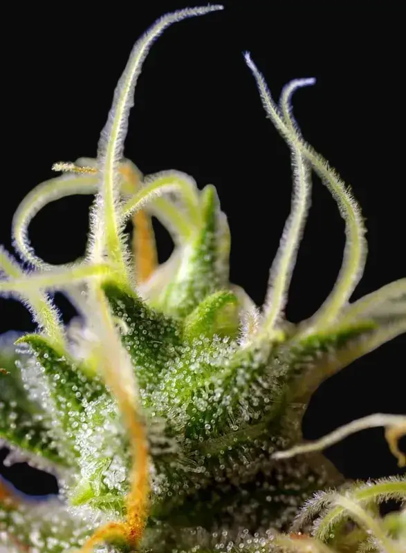 NYC Diesel CBD — zdjęcie 4