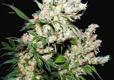 NYC Diesel Regular