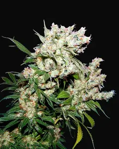 NYC Diesel