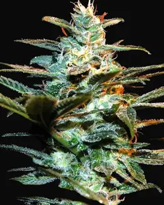 NYC Diesel